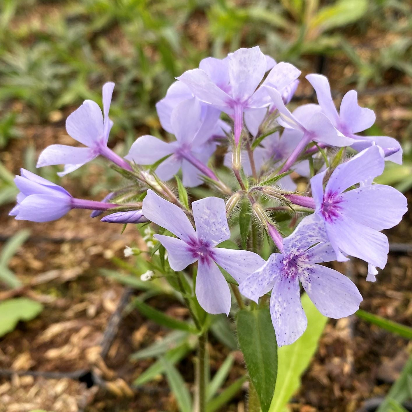 Phlox divaricata Chattahoochee 1Q