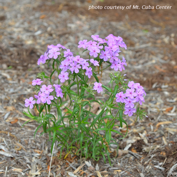 Phlox pilosa 1G