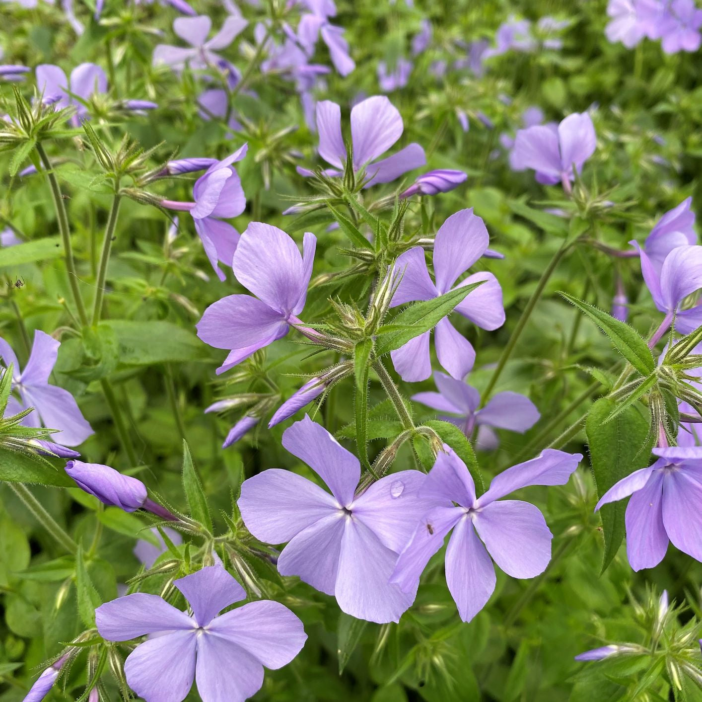 Phlox divaricata Blue Moon 1Q