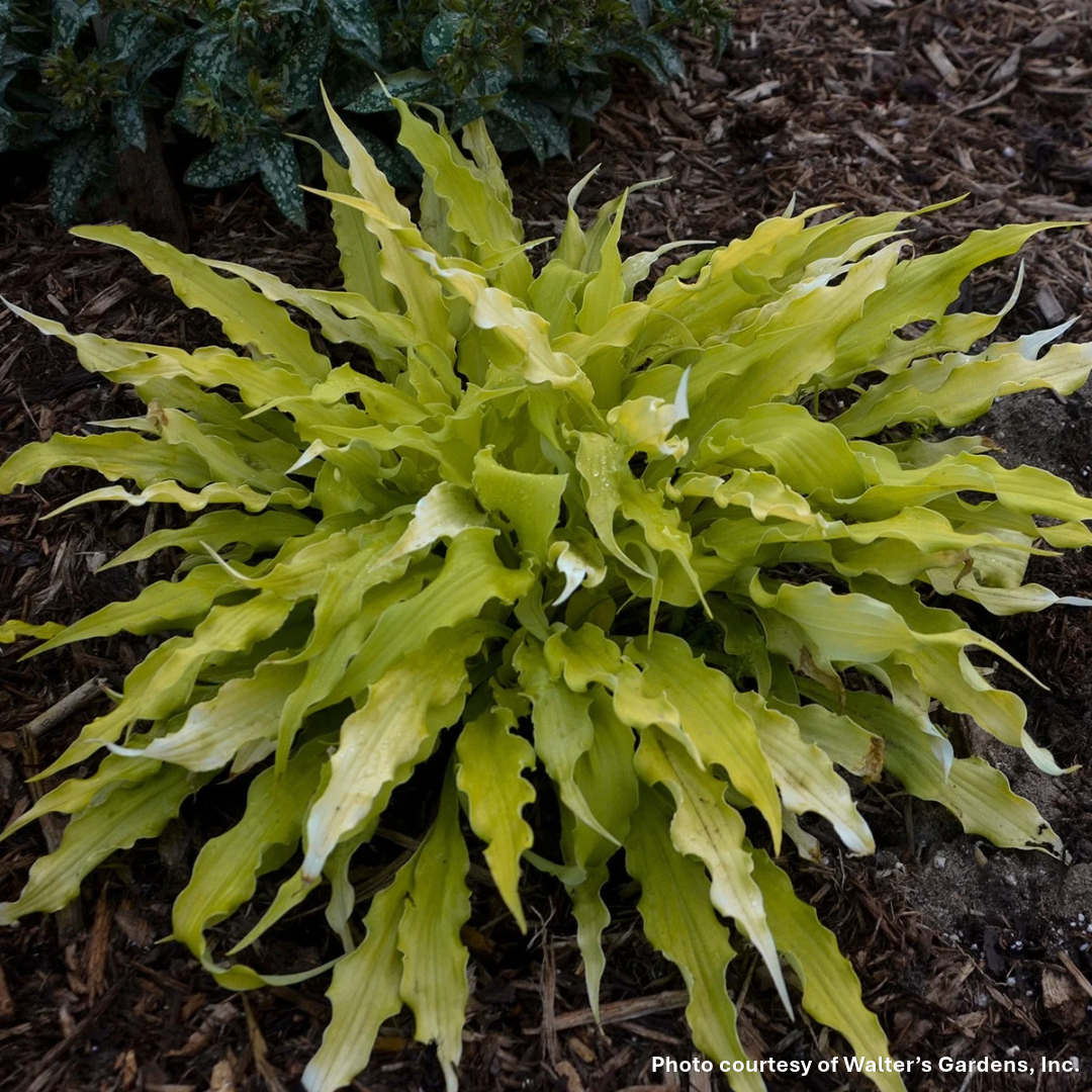 Hosta Wiggles and Squiggles 1Q