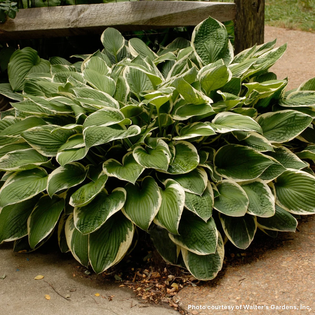 Hosta x Francee 1G