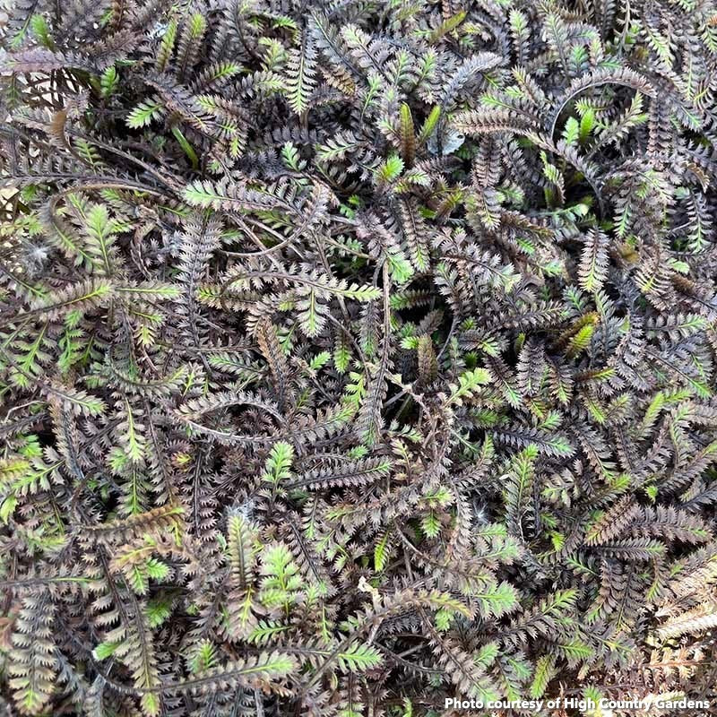 Leptinella squalida Platts Black 1Q