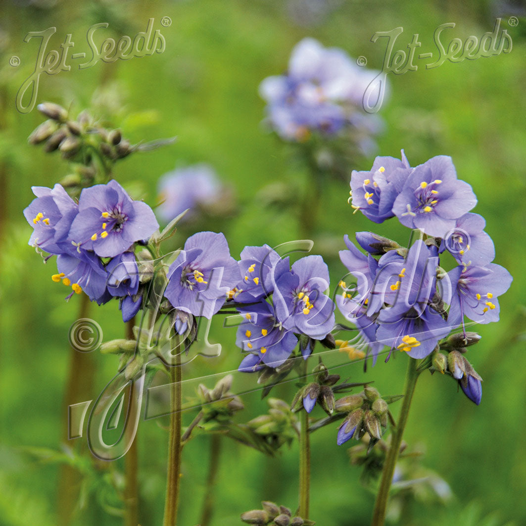Polemonium caeruleum Blue Pearl 1Q