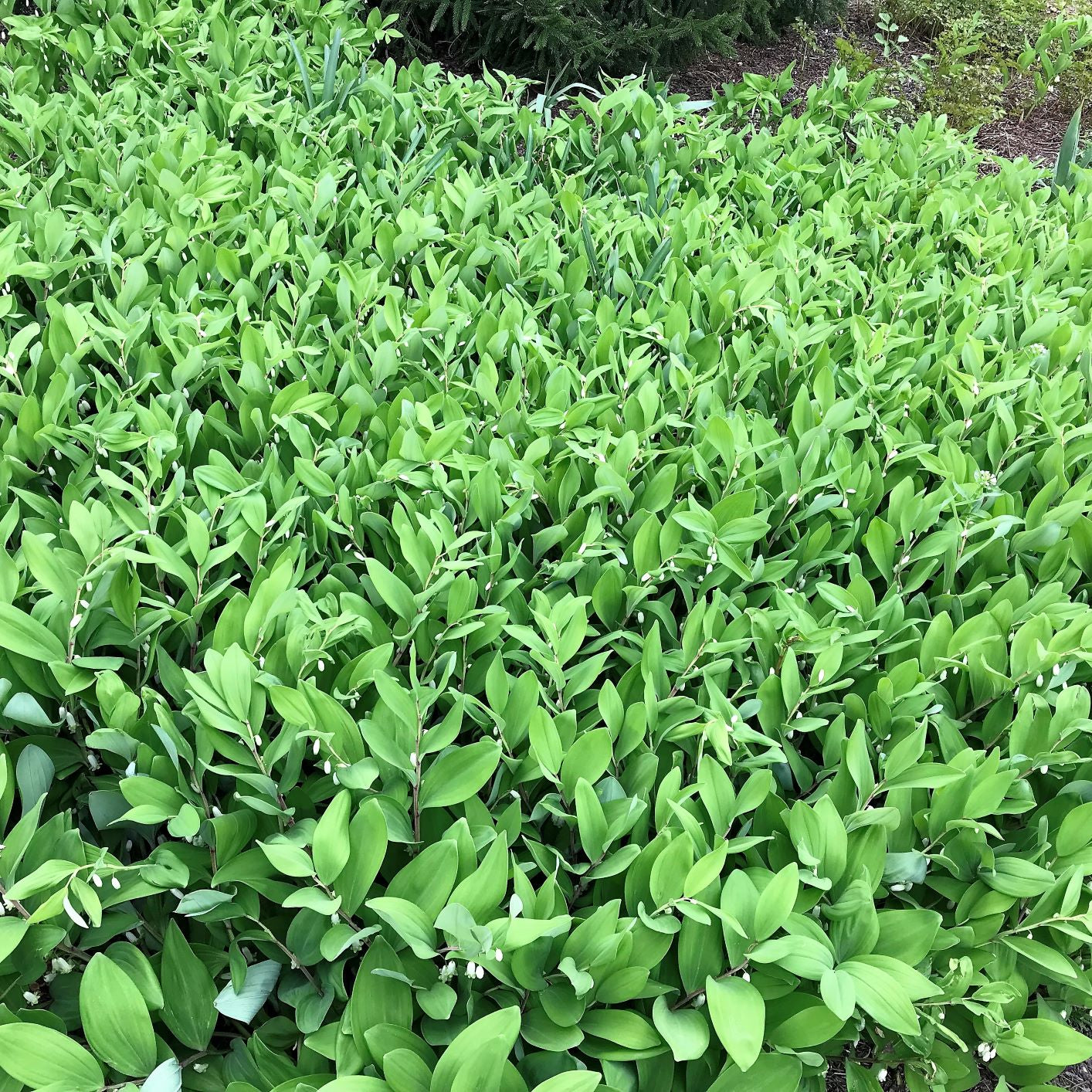 Polygonatum biflorum 3.25"