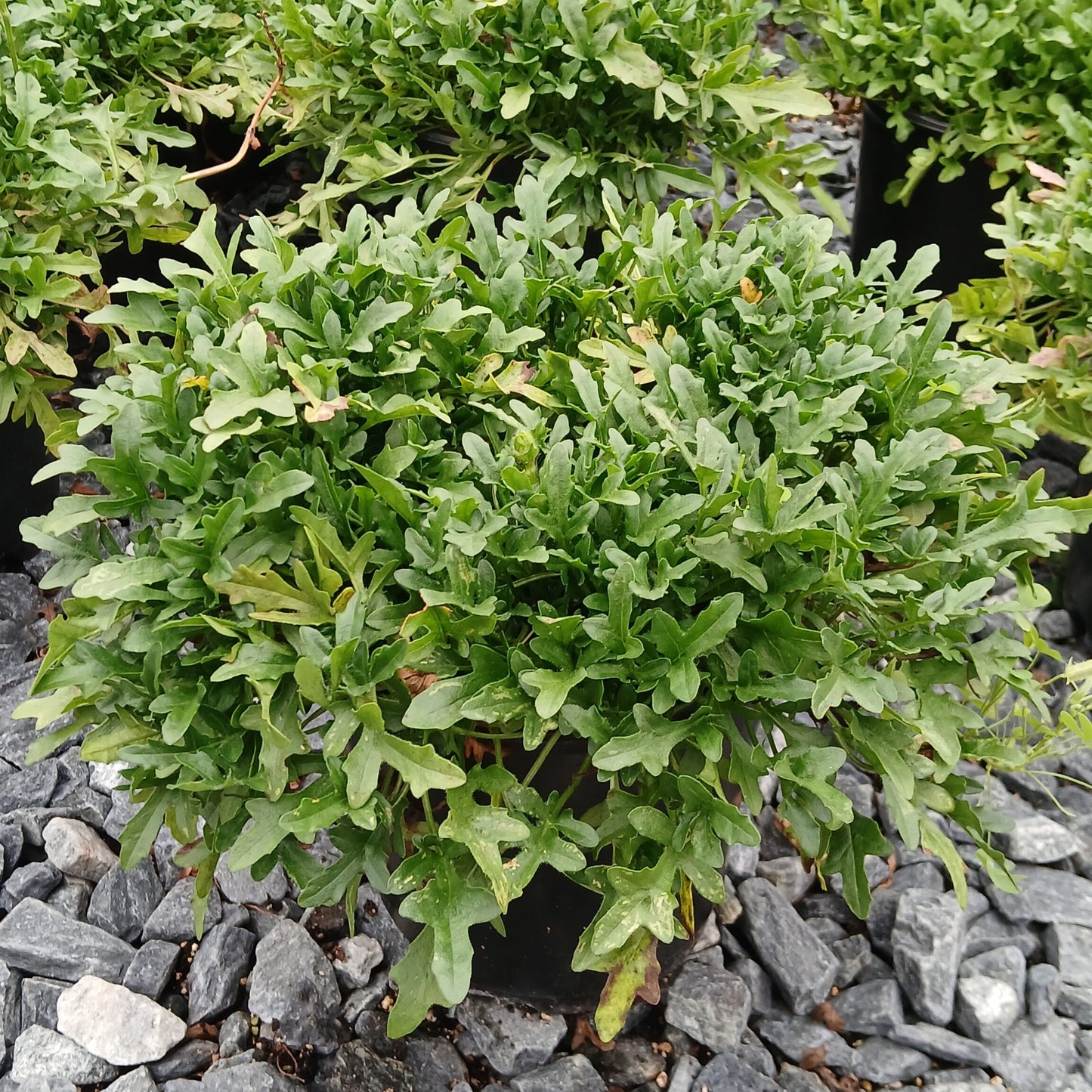 Prunella x Summer Daze 1G