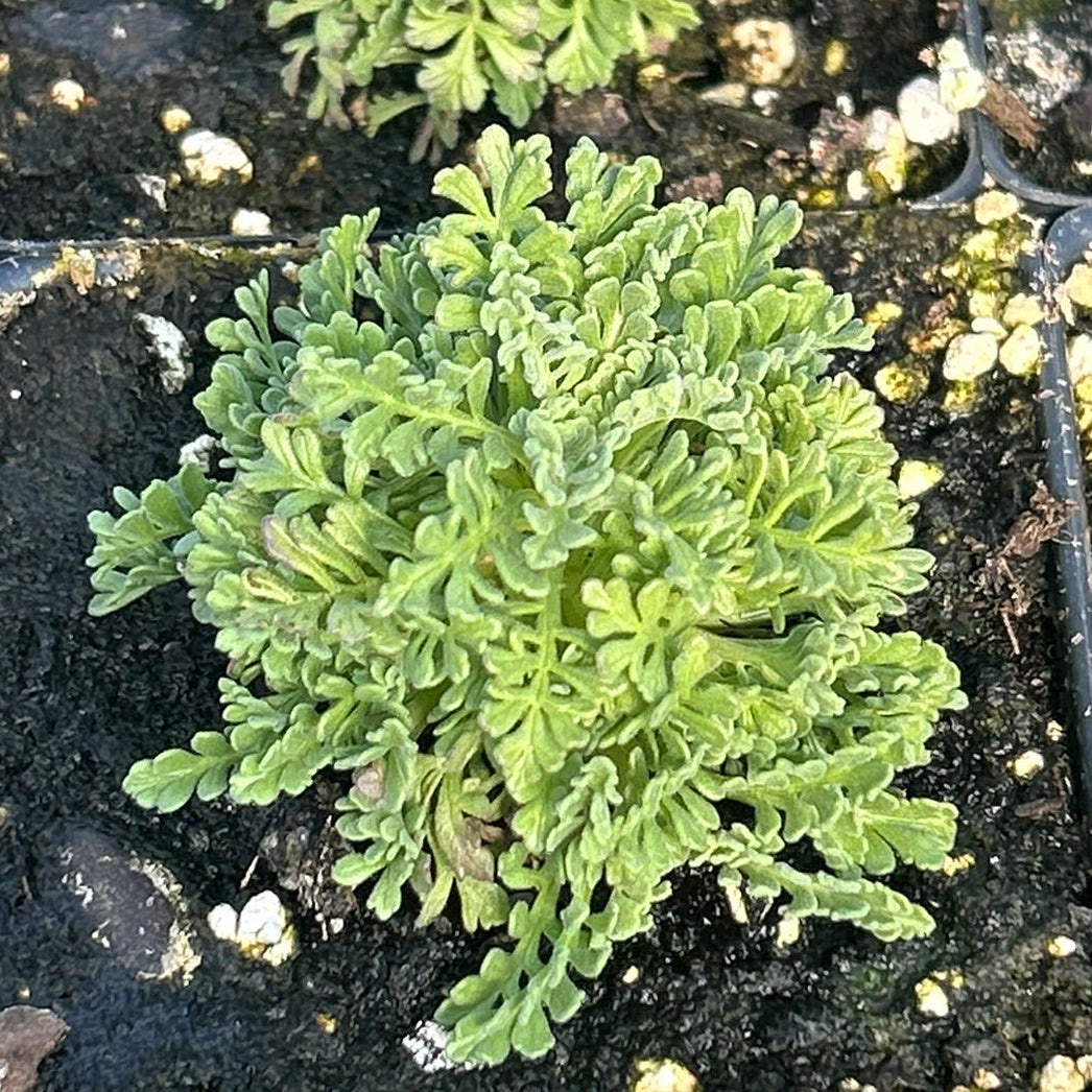 Pterocephalus depressus 3.25"