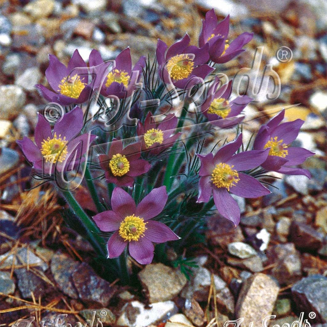 Pulsatilla patens 3.25"
