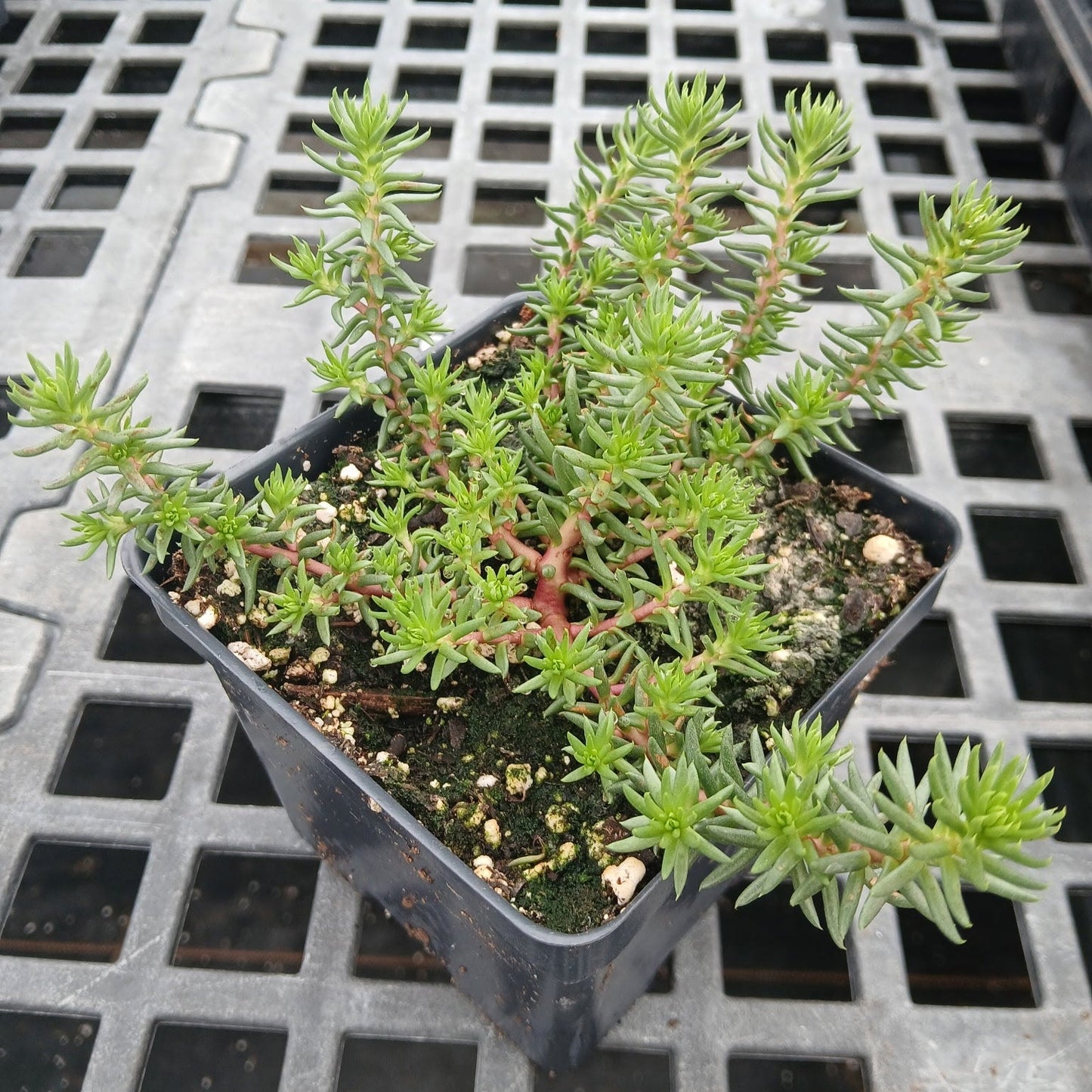 Sedum rupestre Rice Creek 1Q