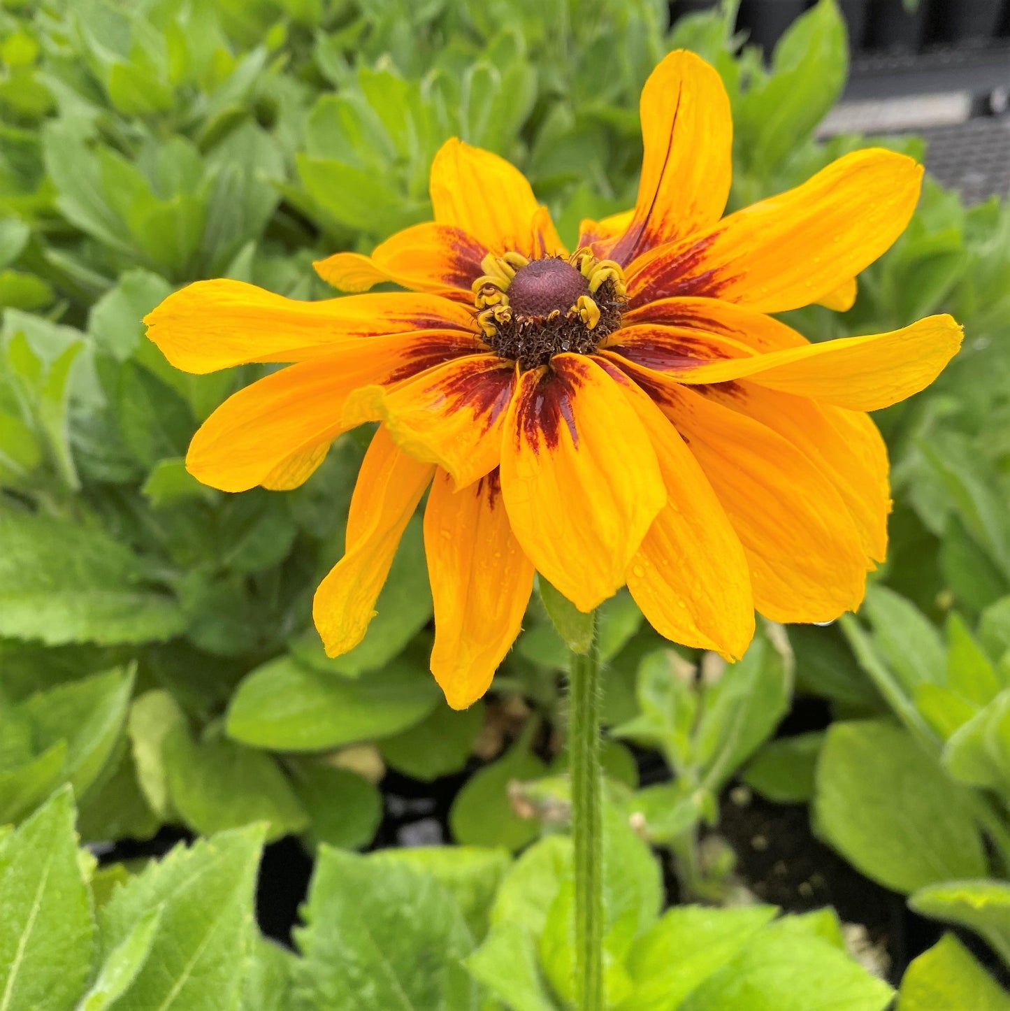 Rudbeckia hirta Denver Daisy 1G