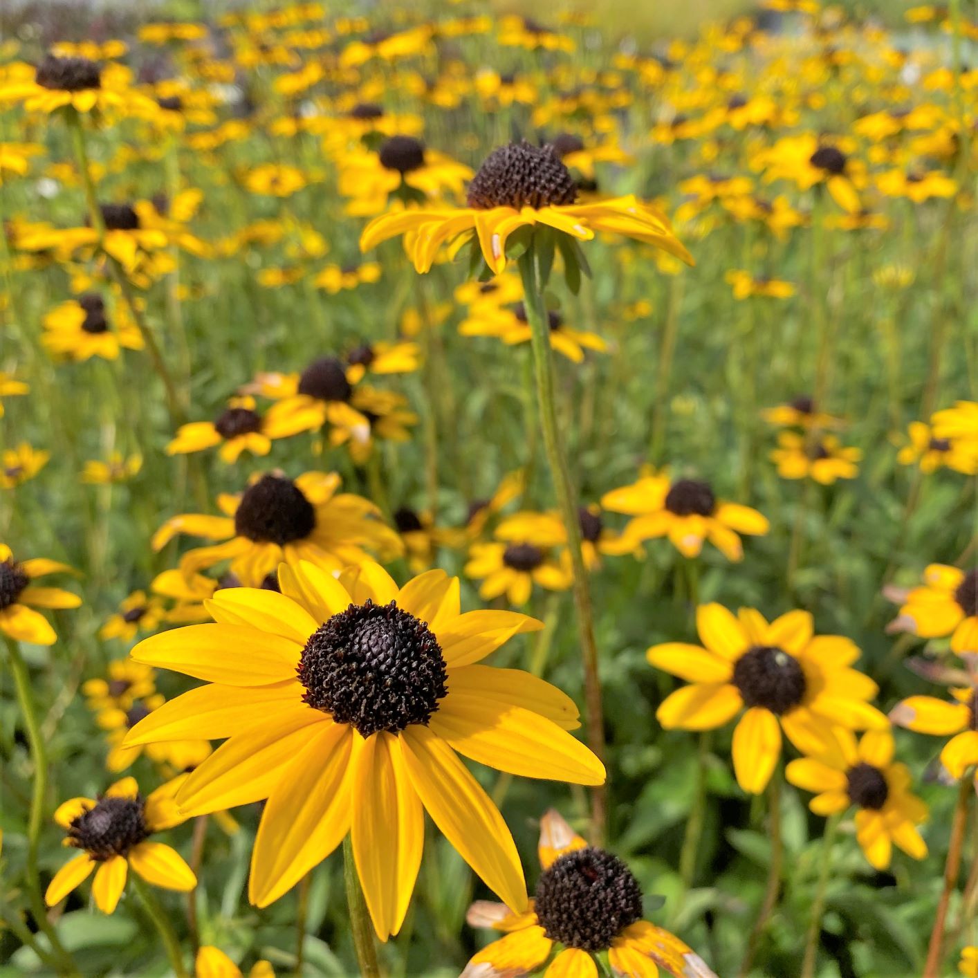 Rudbeckia fulgida var. fulgida 1G
