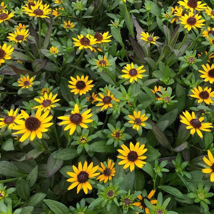 Rudbeckia fulgida var. sullivantii Little Goldstar 1G