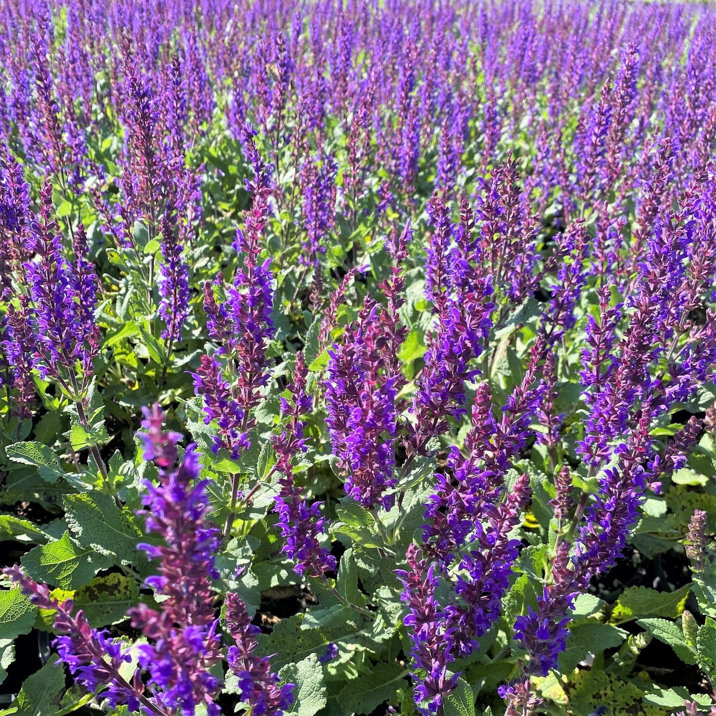 Salvia nemorosa Midnight Purple 1G