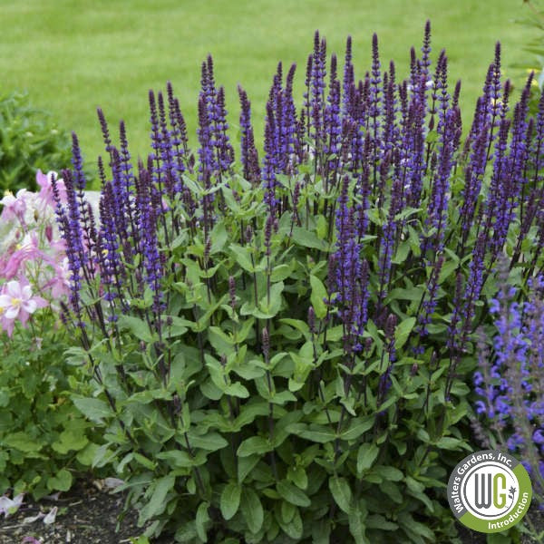 Salvia nemorosa Caradonna 1Q