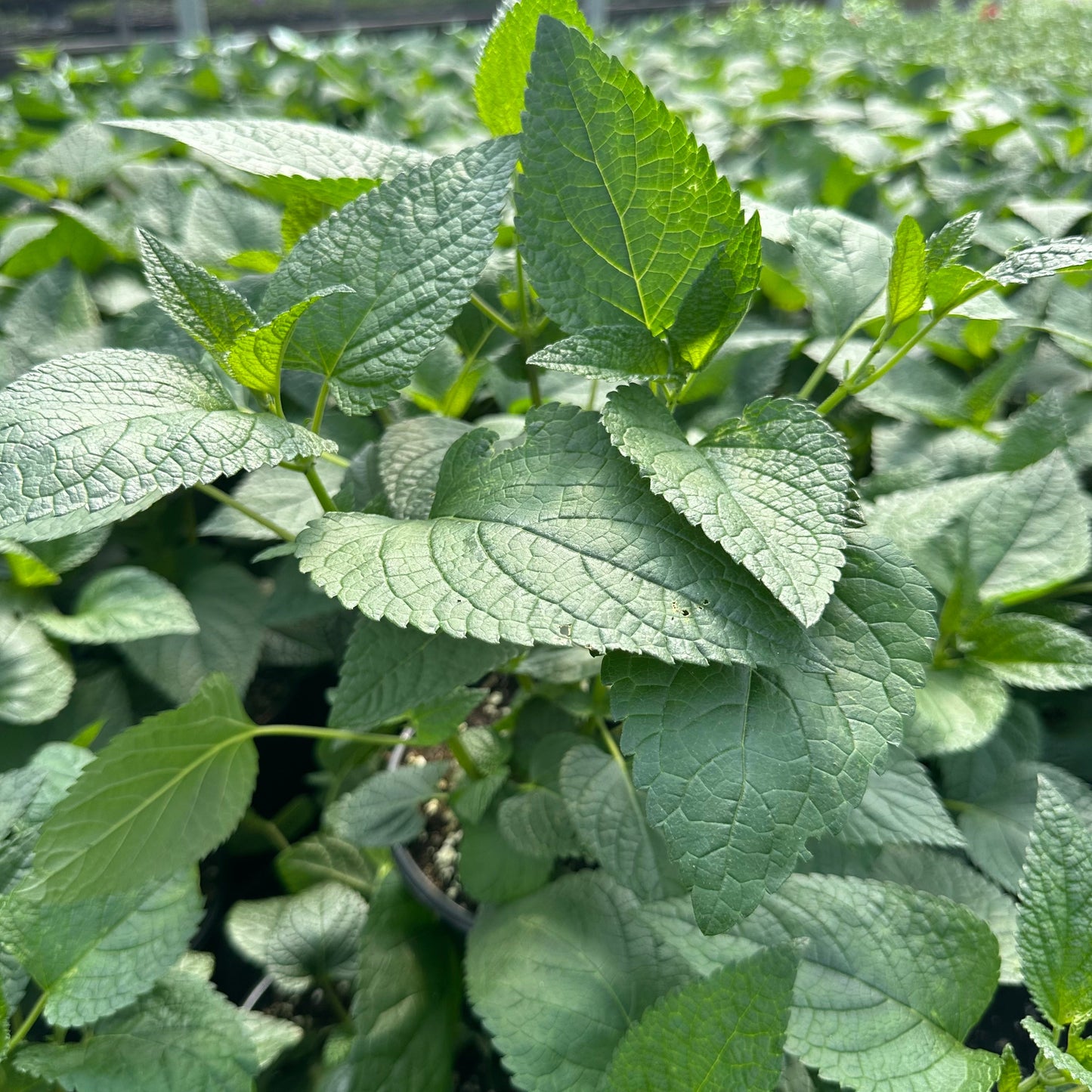 Salvia guaranitica Rhythm and Blues 1G