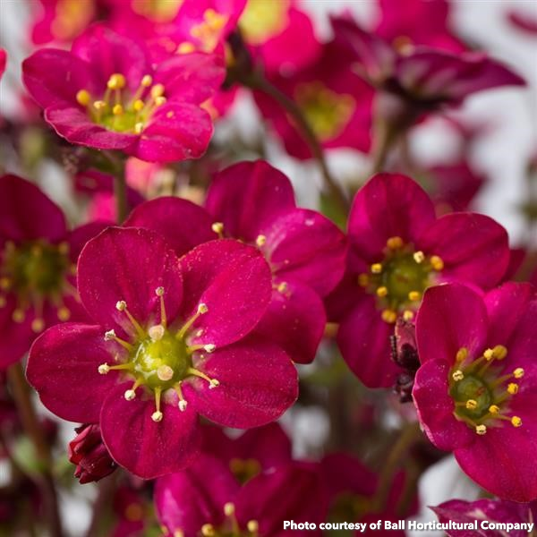 Saxifraga arendsii Marto Hot Rose 3.25"