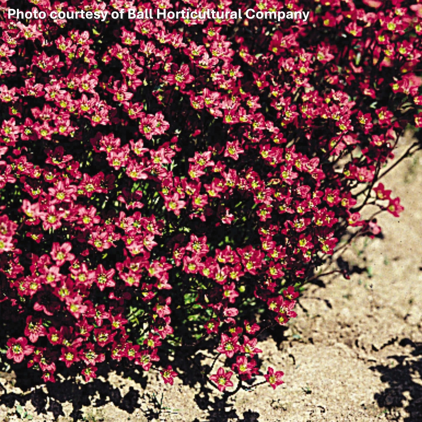 Saxifraga x Purple Robe 3.25"