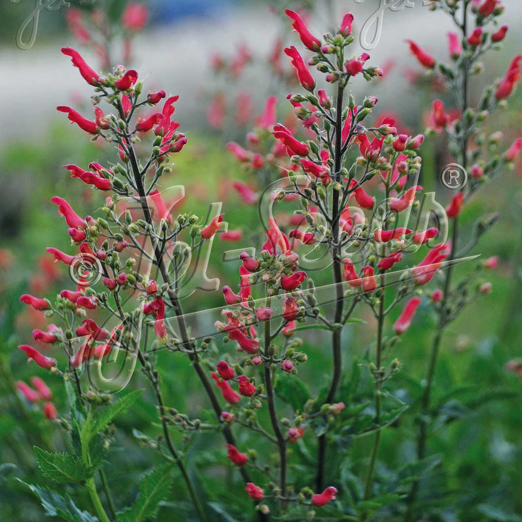 Scrophularia macrantha 1Q