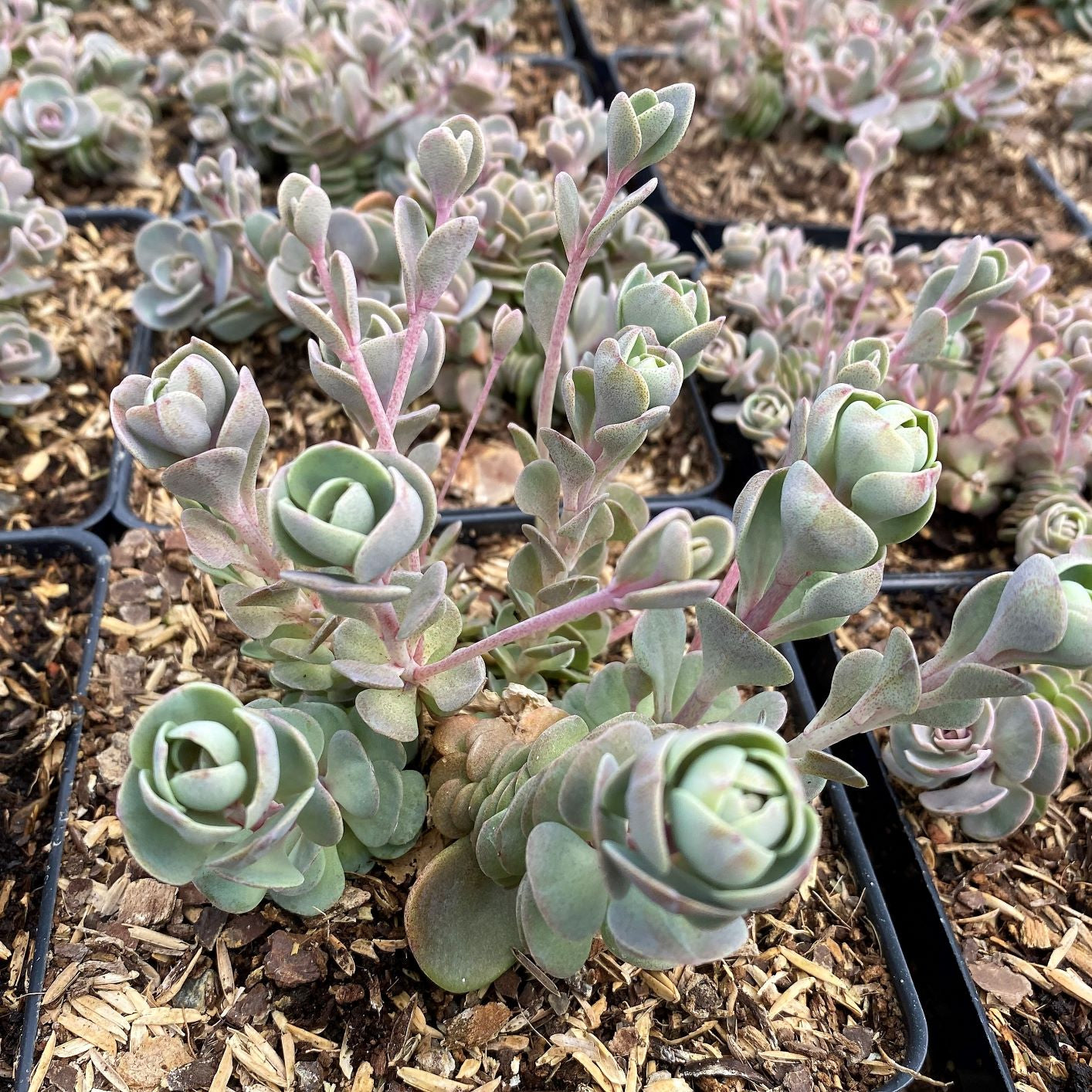 Sedum x Sunsparkler Blue Elf 1Q