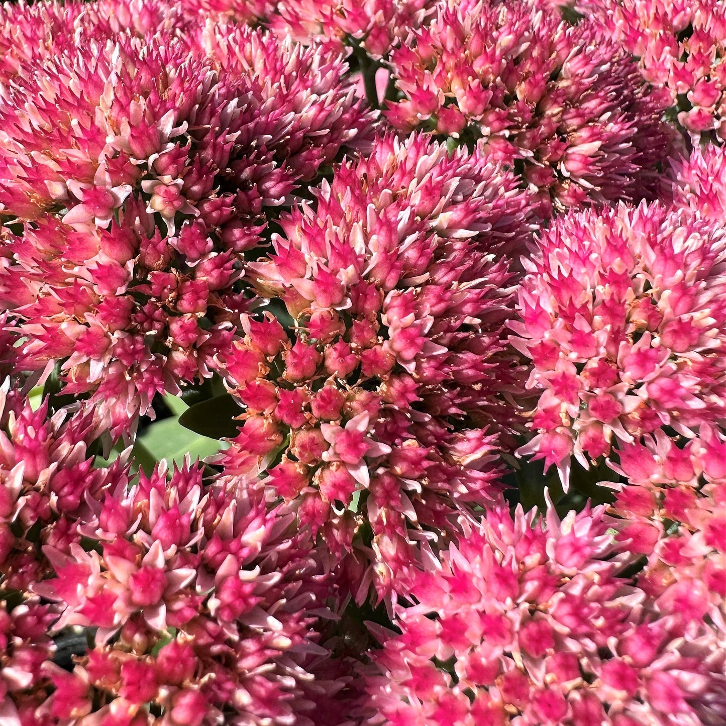 Sedum x Autumn Joy 1Q