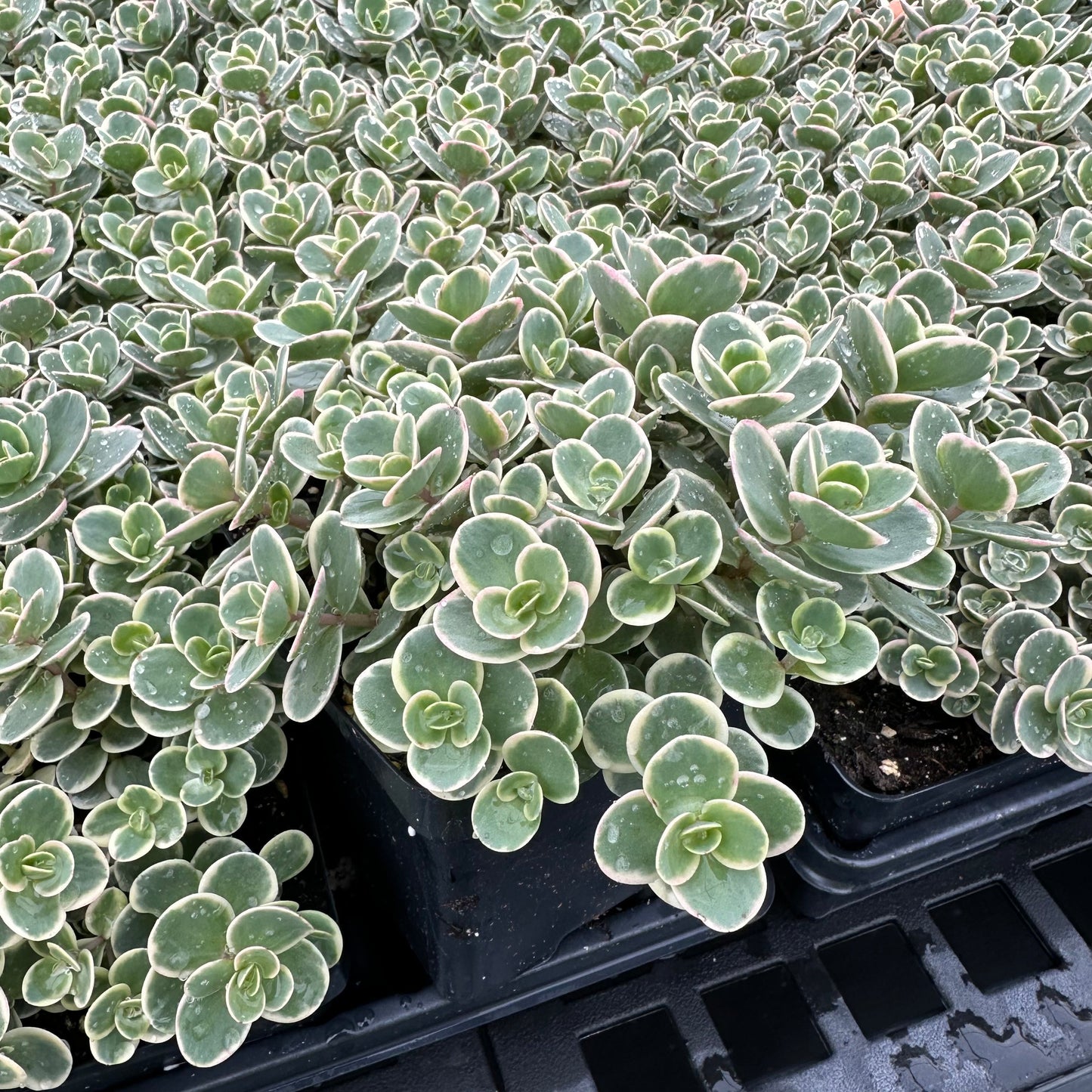Sedum x Lime Twister 1Q