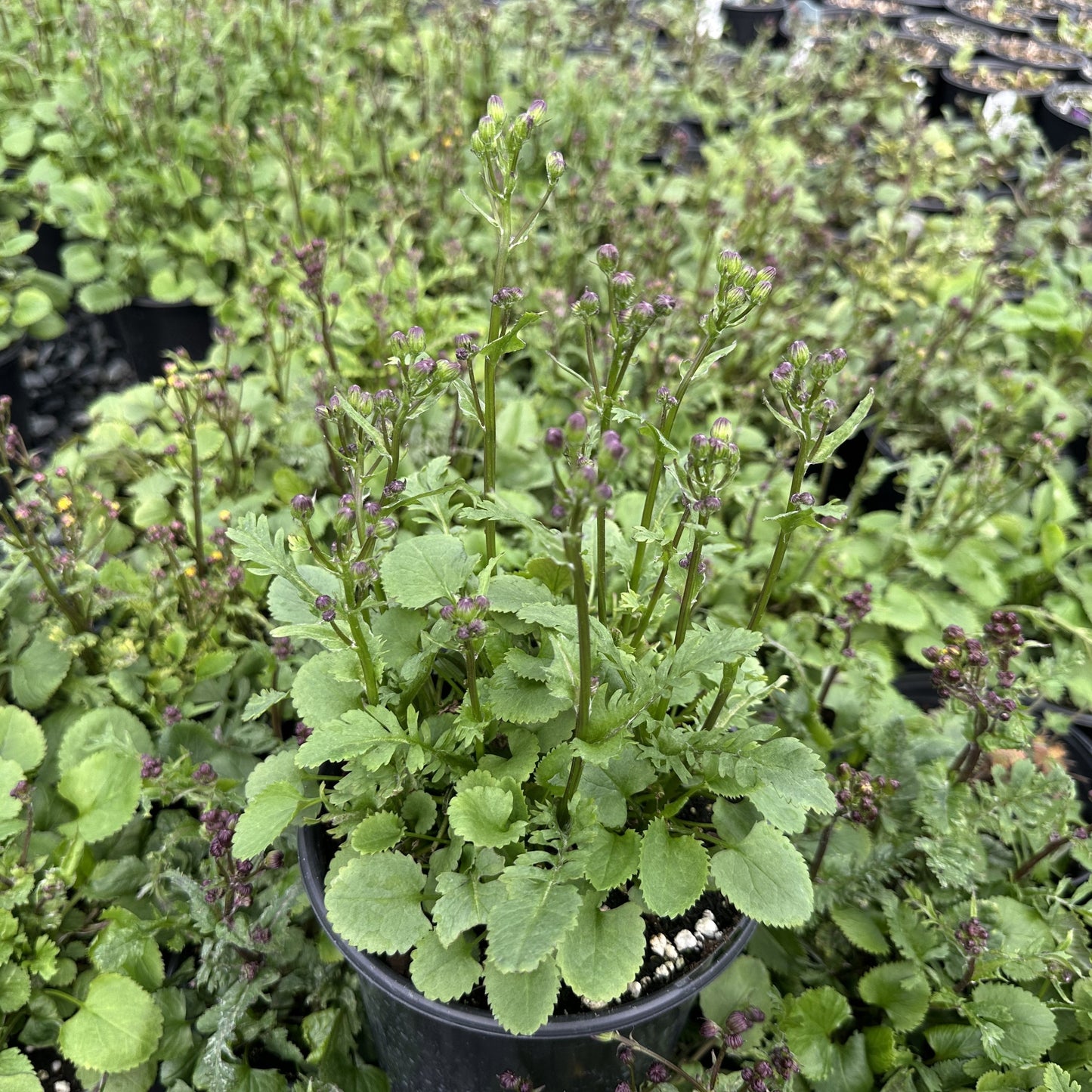 Senecio aureus 1G