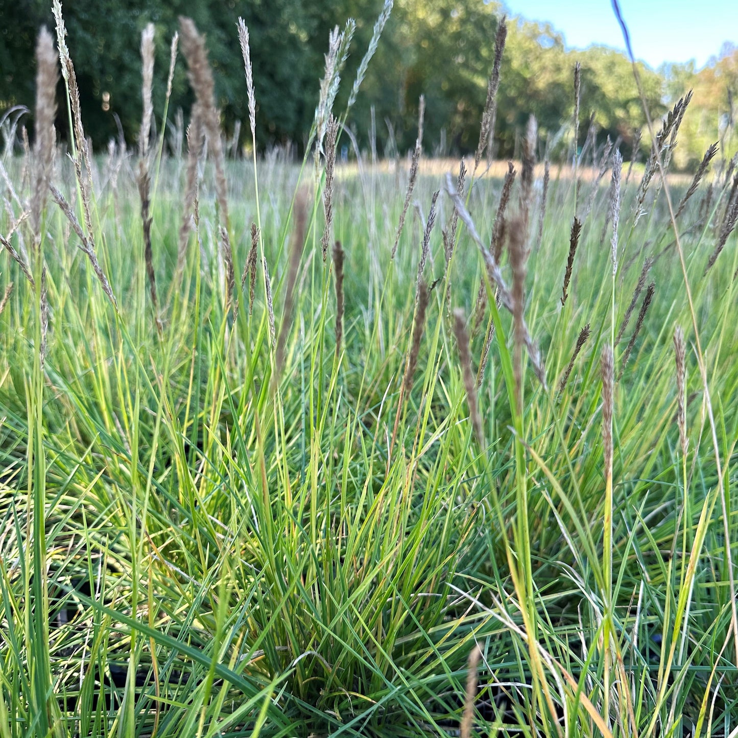 Sesleria autumnalis 1G