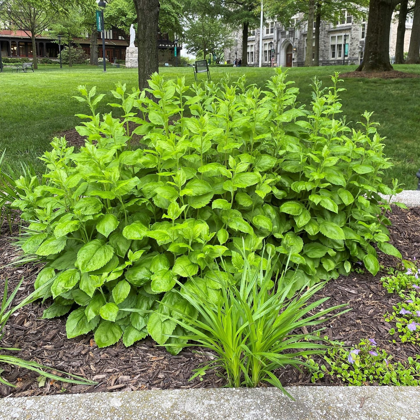 Solidago sphacelata Golden Fleece 1Q