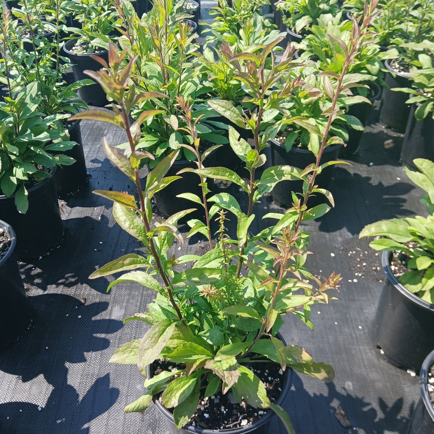 Solidago bicolor 1G