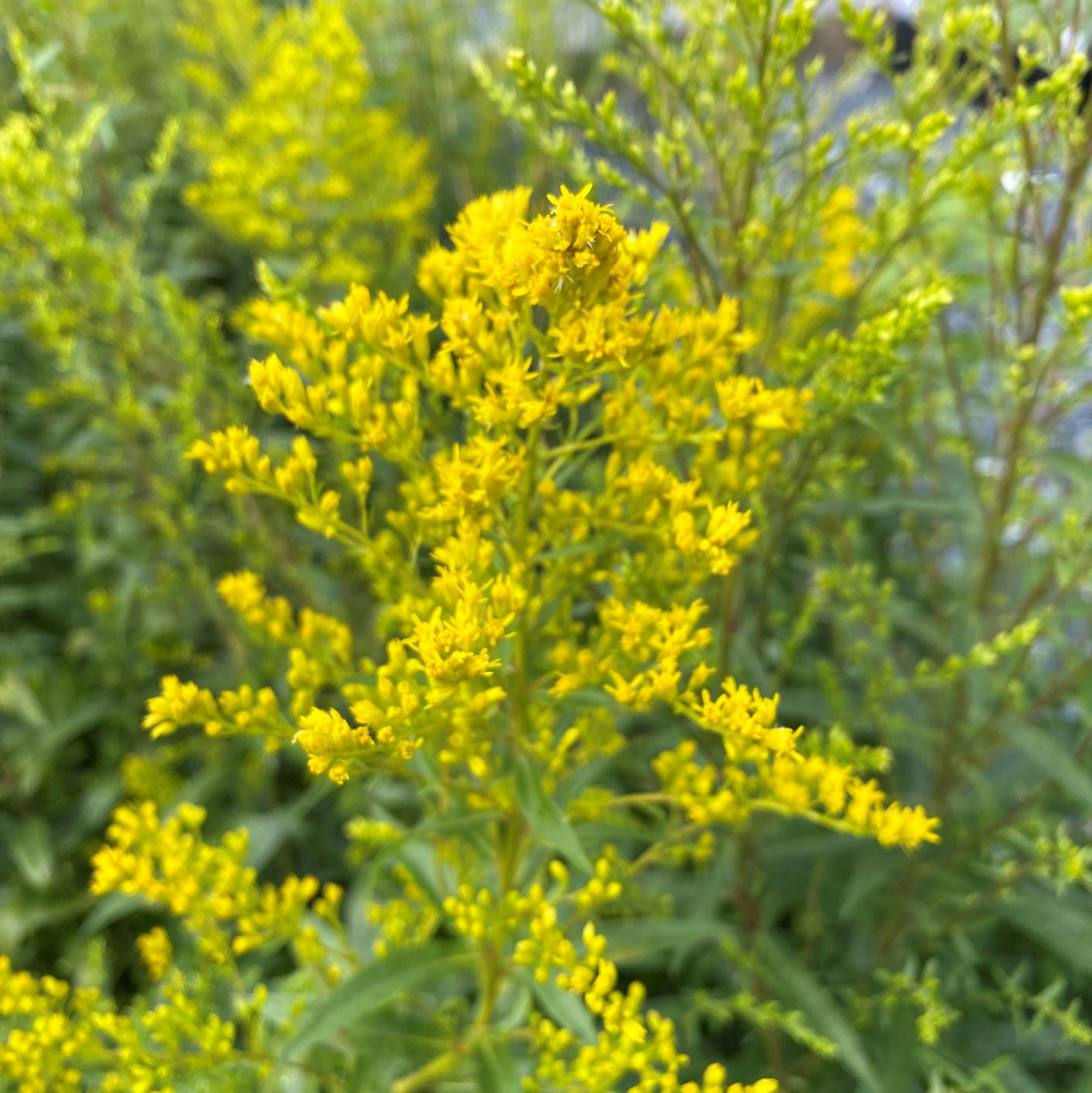 Solidago odora 1G