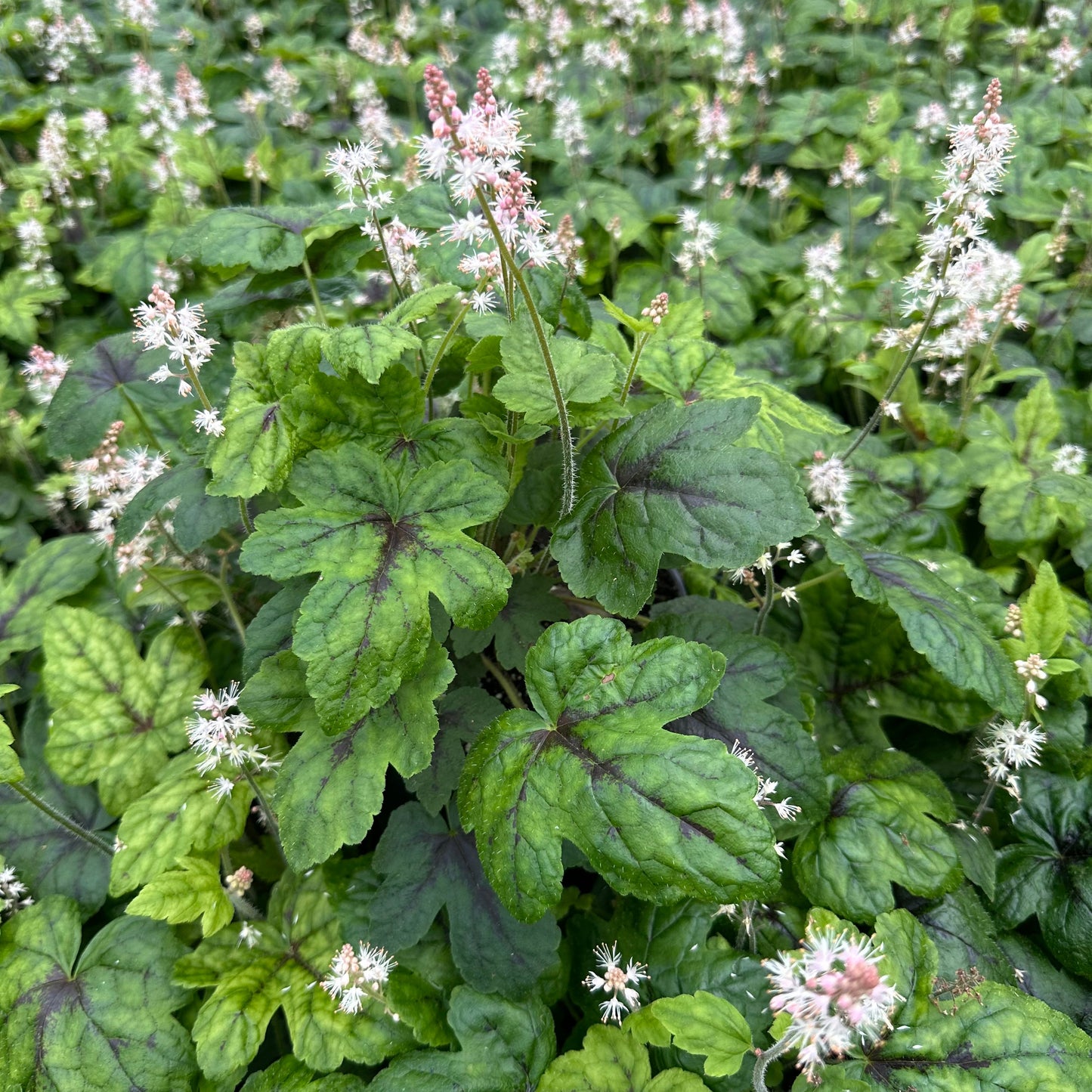 Tiarella x Elizabeth Oliver 1G