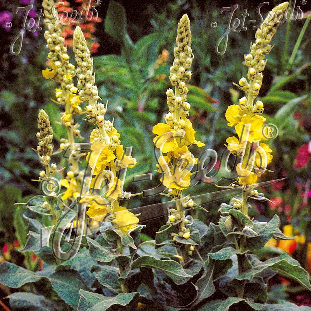 Verbascum phlomoides Banana Custard 1Q