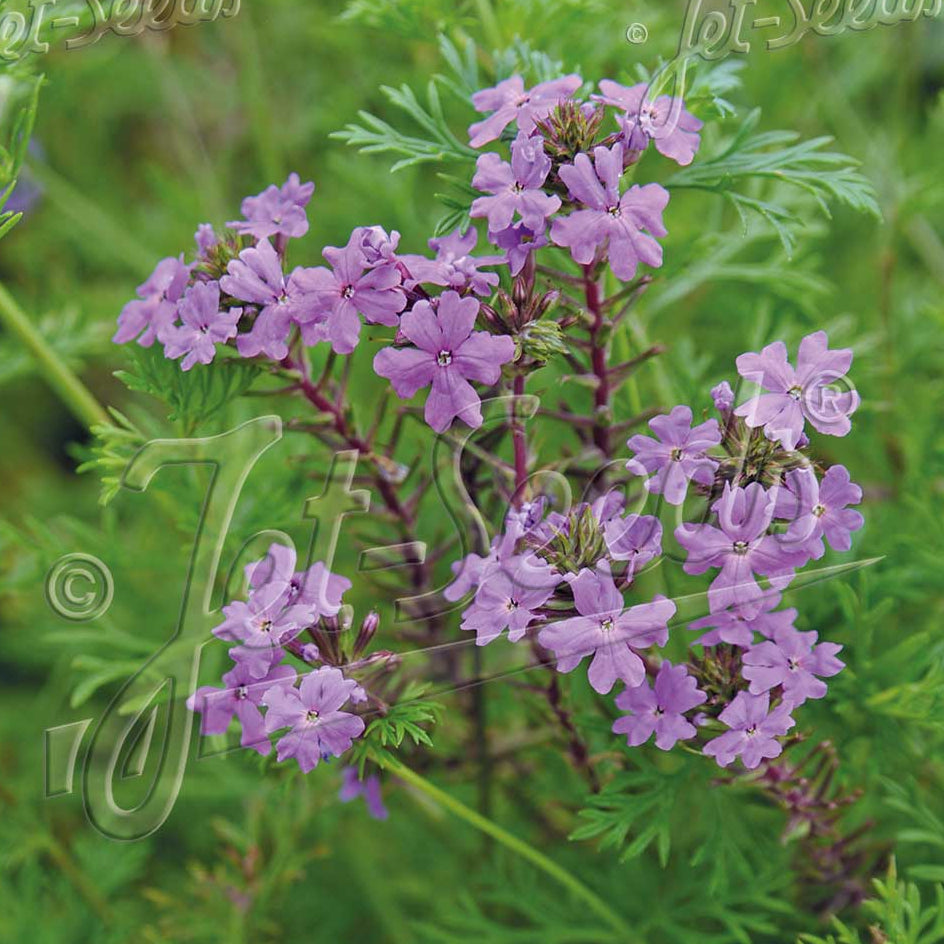 Verbena tenuisecta 3.25"