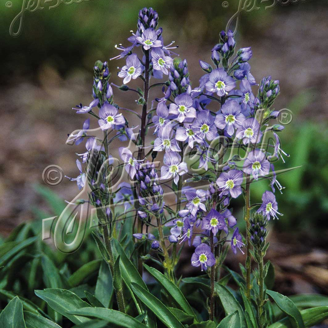 Veronica gentianoides Little Blues 3.25"