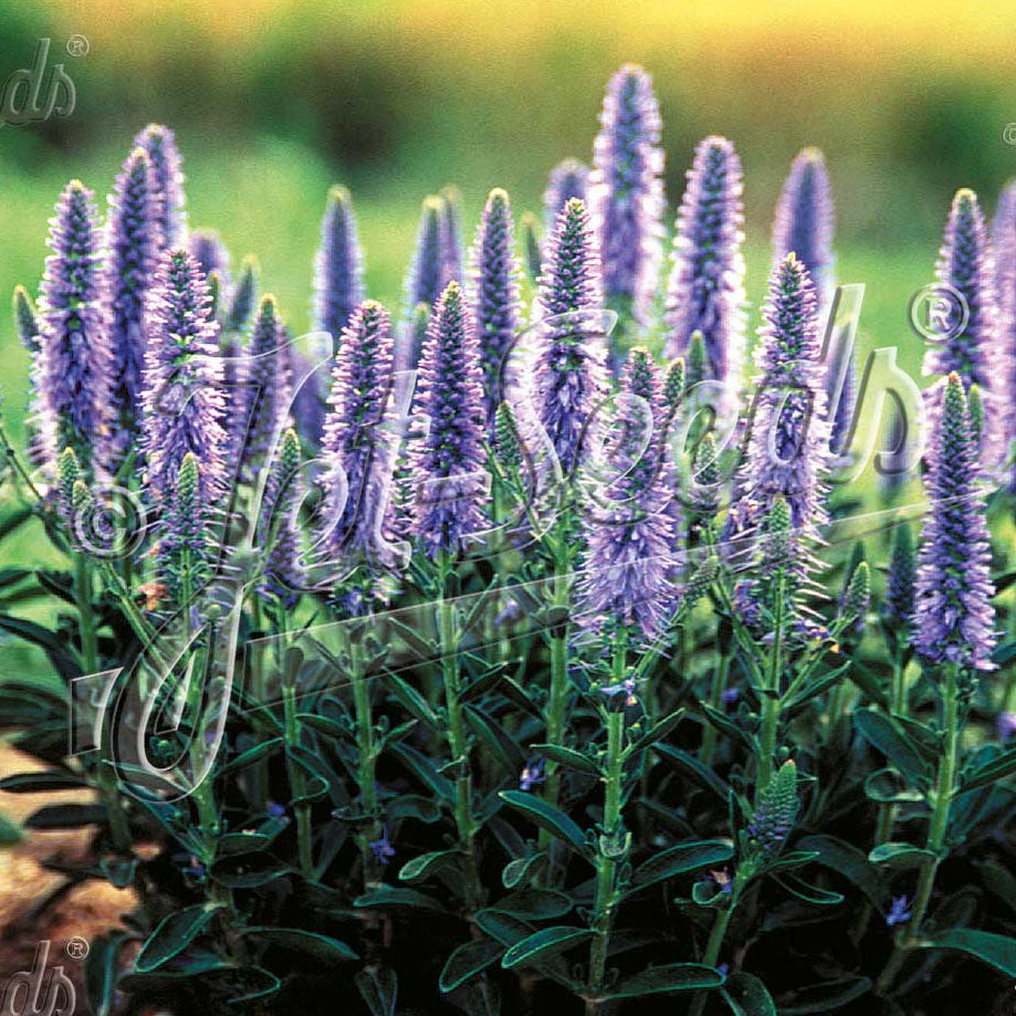 Veronica spicata Blue Carpet 1Q