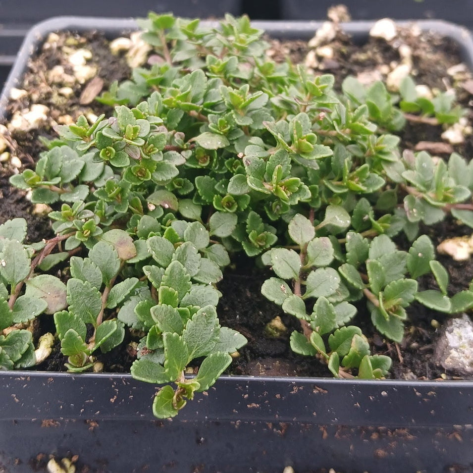 Veronica liwanensis 1Q