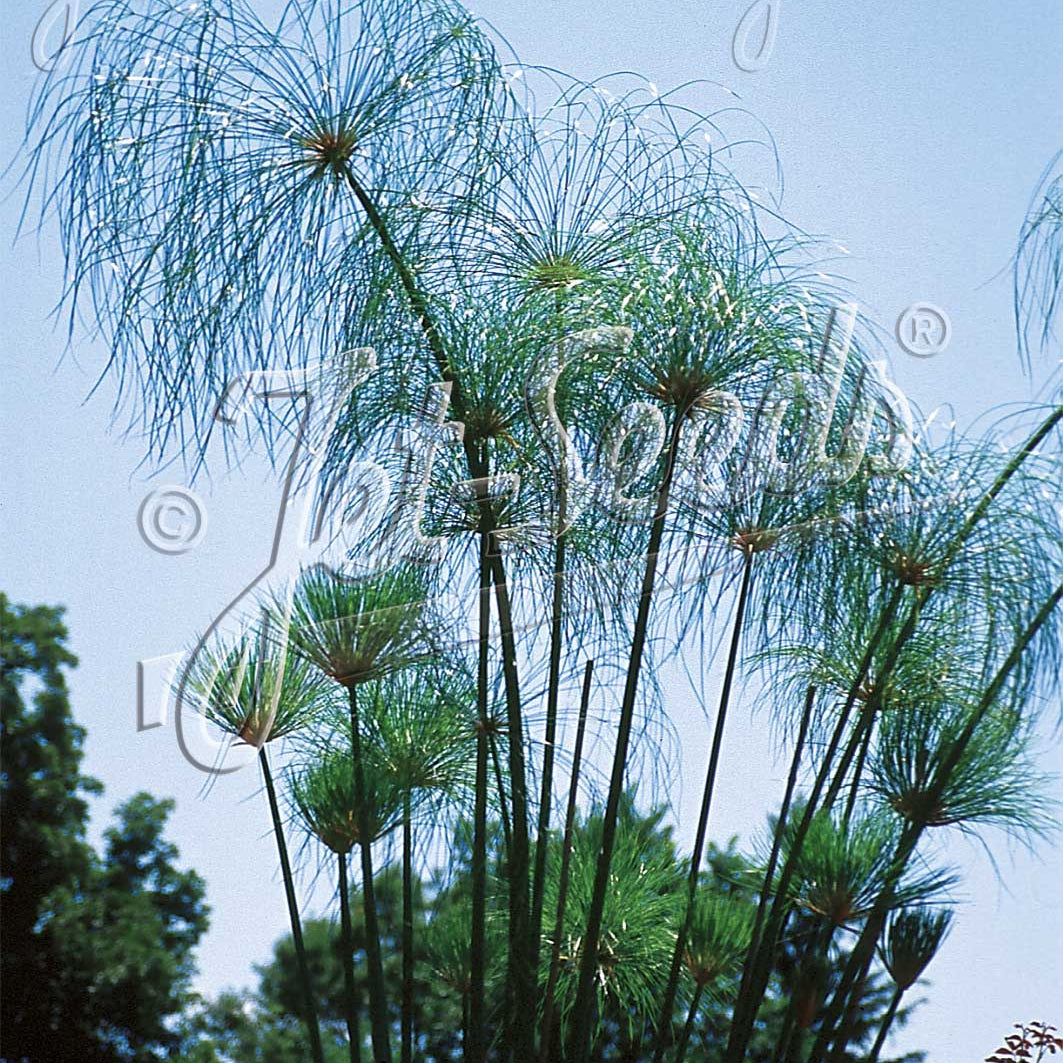 Cyperus papyrus 1G