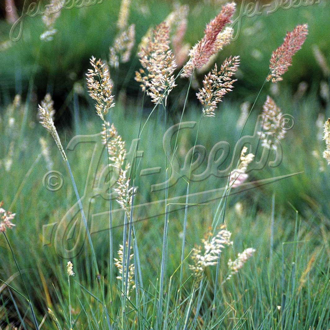 Melinis Savannah 3.25"