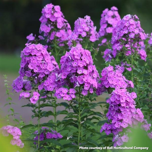 Phlox paniculata 1G