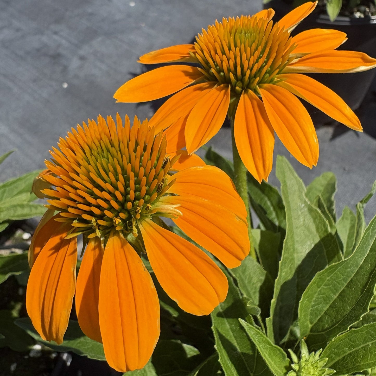 Echinacea x Guatemala Gold 1G