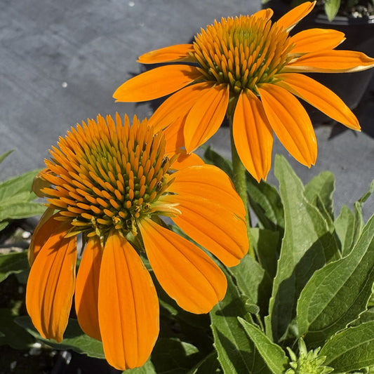 Echinacea x Guatemala Gold 1G
