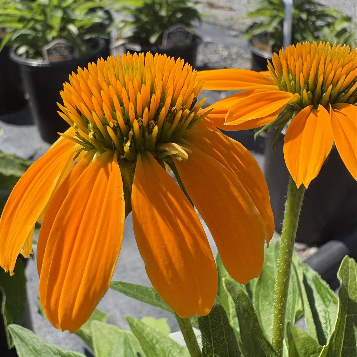Echinacea x Guatemala Gold 1G