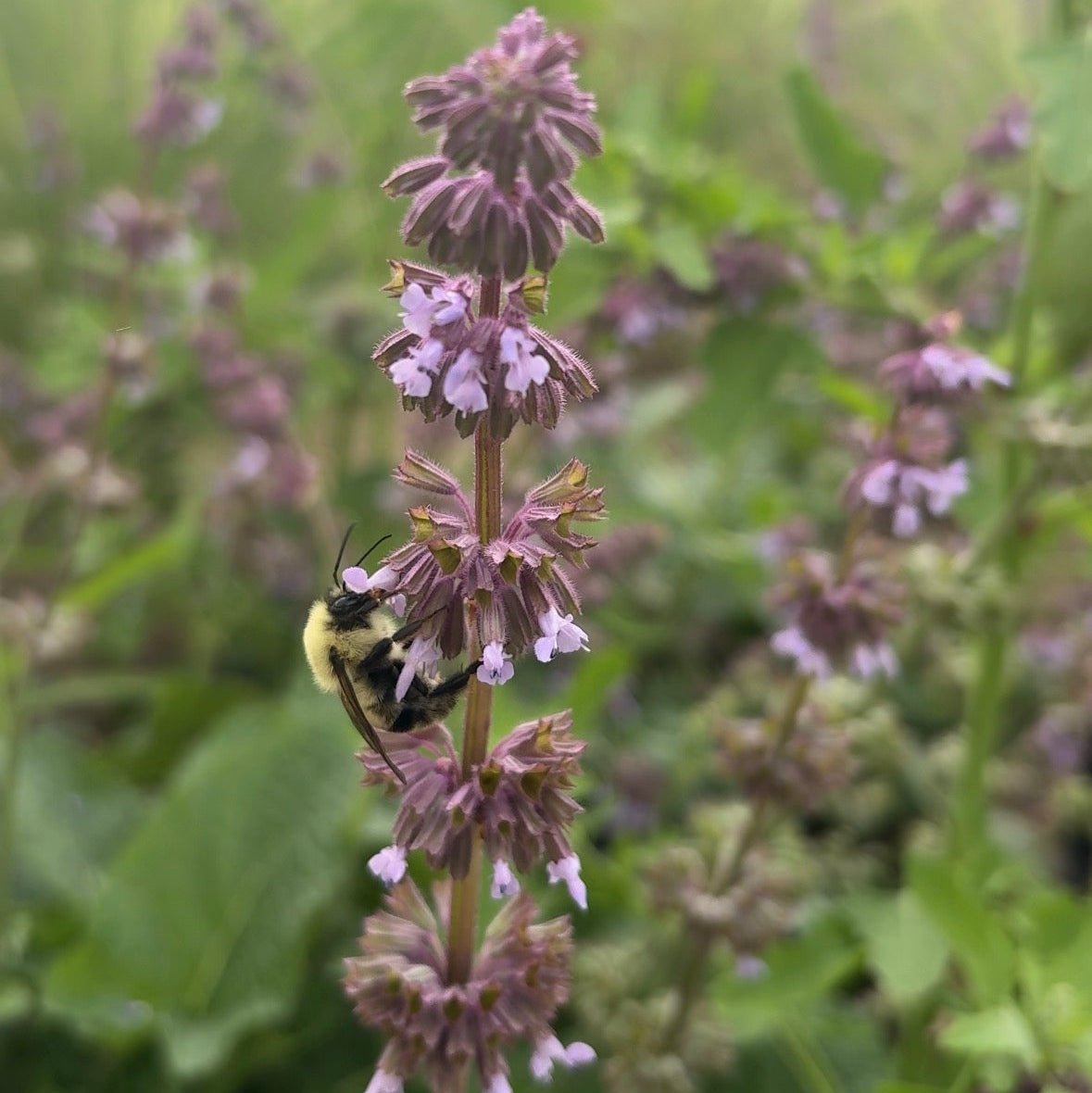 Salvia verticillata Purple Rain 1Q