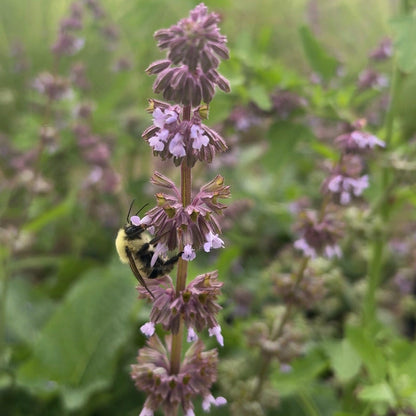 Salvia verticillata Purple Rain 1Q