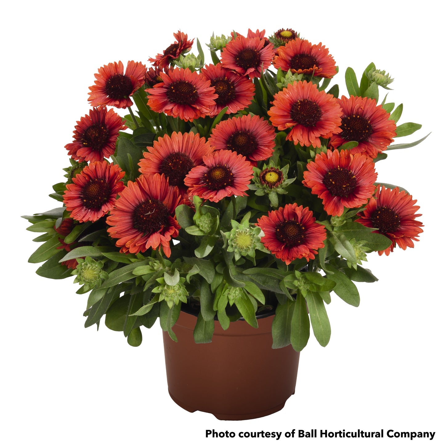 Gaillardia x grandiflora SpinTop Red 1G