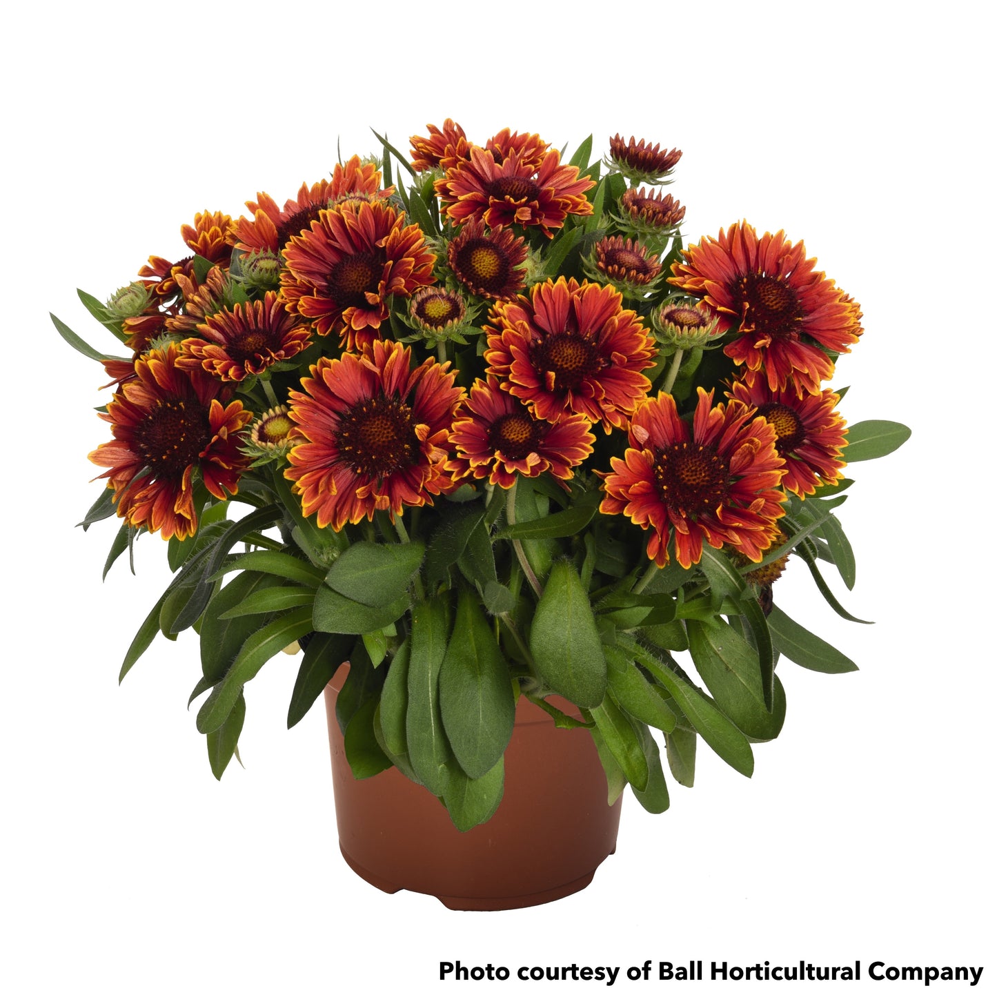 Gaillardia x grandiflora SpinTop Yellow Touch 1G