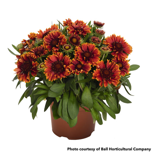 Gaillardia x grandiflora SpinTop Yellow Touch 1G