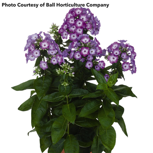 Phlox Flame Purple Eye 1G