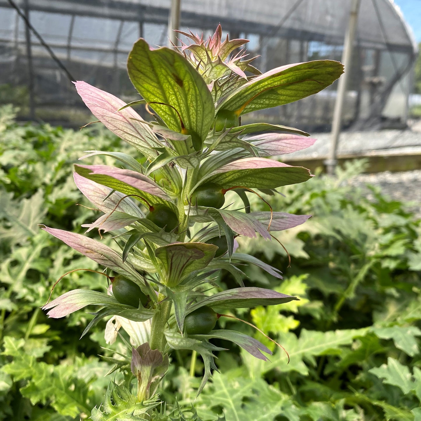 Acanthus spinosus 1G (Bears Breeches)