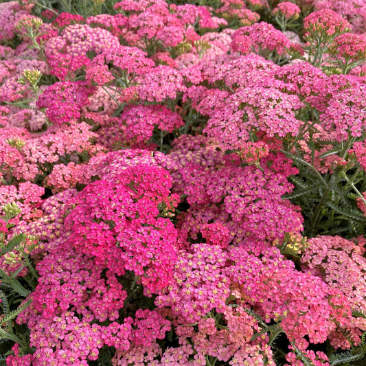 Achillea millefolium Apricot Delight 1G