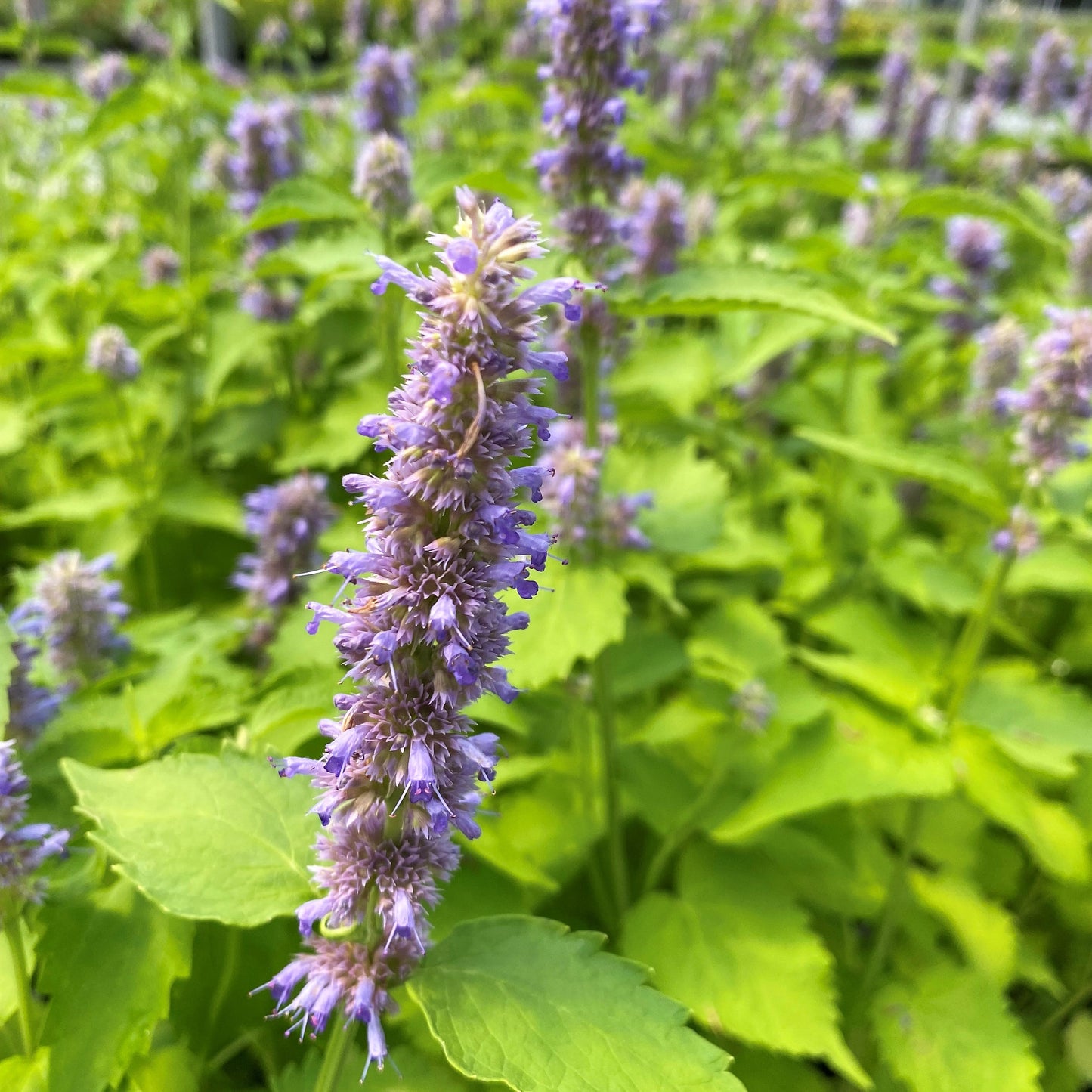Agastache foeniculum 1G